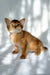 Hilary | somali kitten