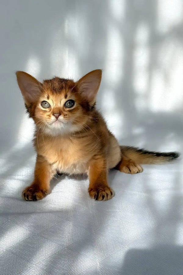 Hilary | somali kitten