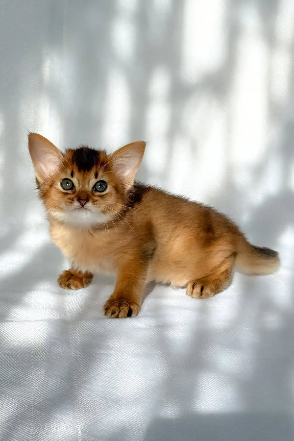 Hilary | somali kitten