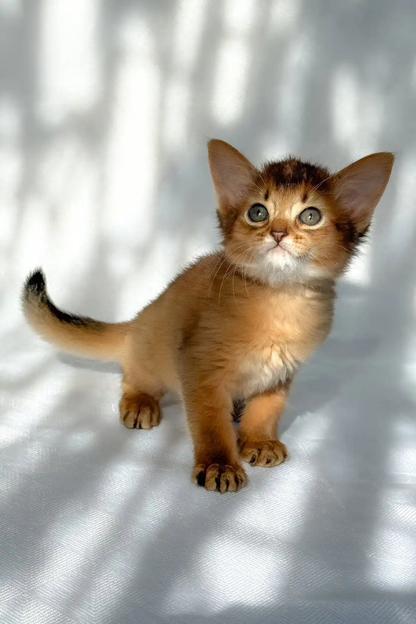 Hilary | somali kitten