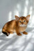 Hilary | somali kitten