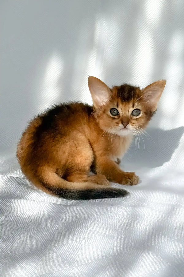 Hilary | somali kitten