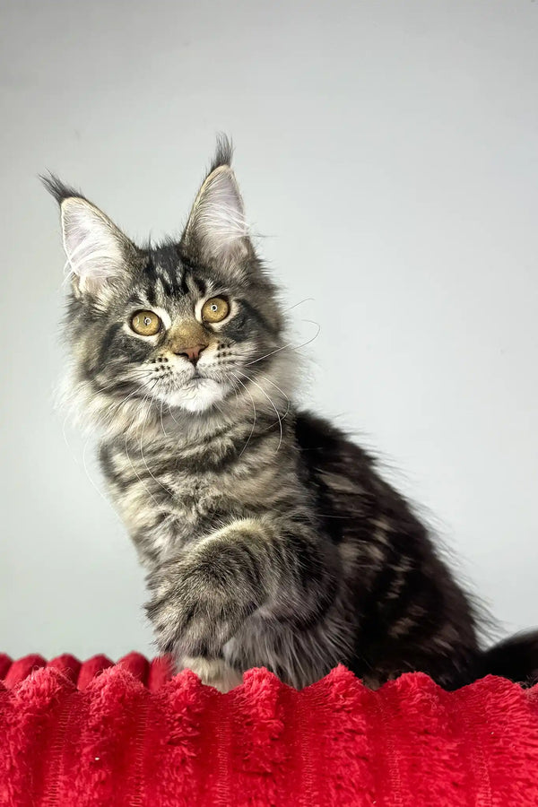 Hillaria | maine coon kitten