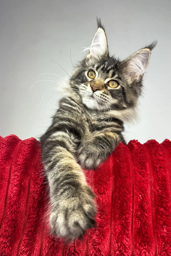 Hillaria | maine coon kitten