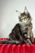 Hillaria | maine coon kitten