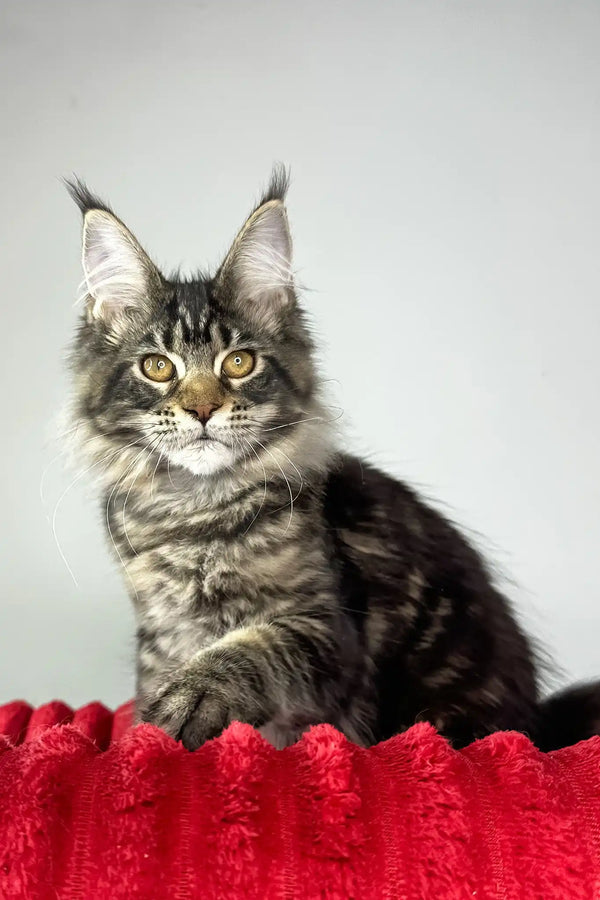 Hillaria | maine coon kitten
