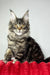 Hillaria | maine coon kitten