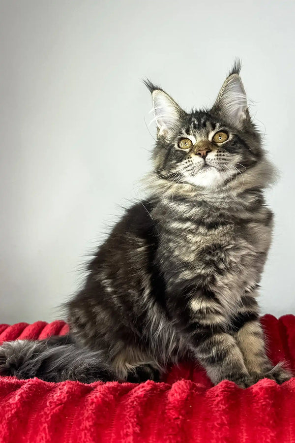 Hillaria | maine coon kitten