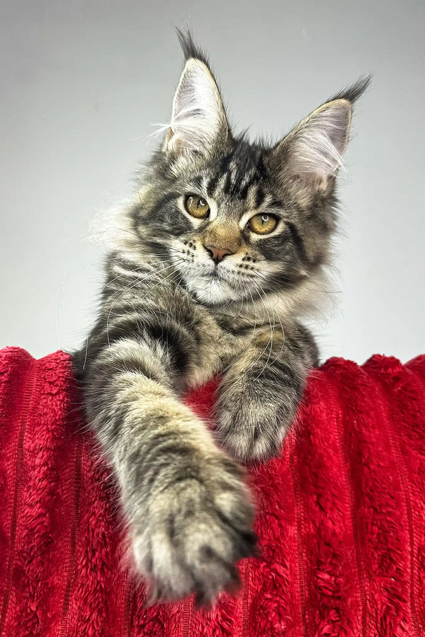 Hillaria | maine coon kitten
