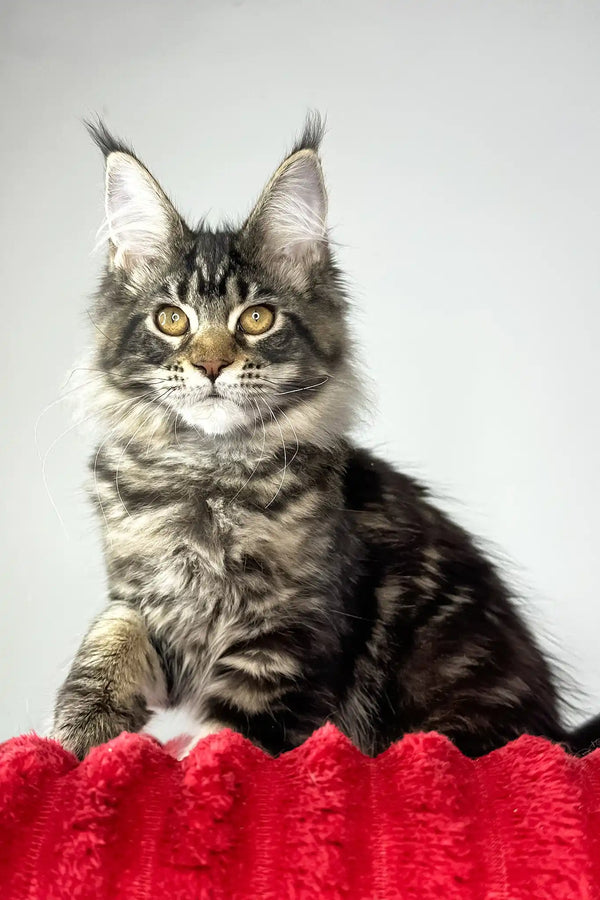 Hillaria | maine coon kitten