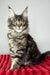 Hillaria | maine coon kitten