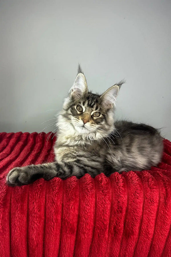 Hip-hop | maine coon kitten