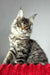 Hip-hop | maine coon kitten