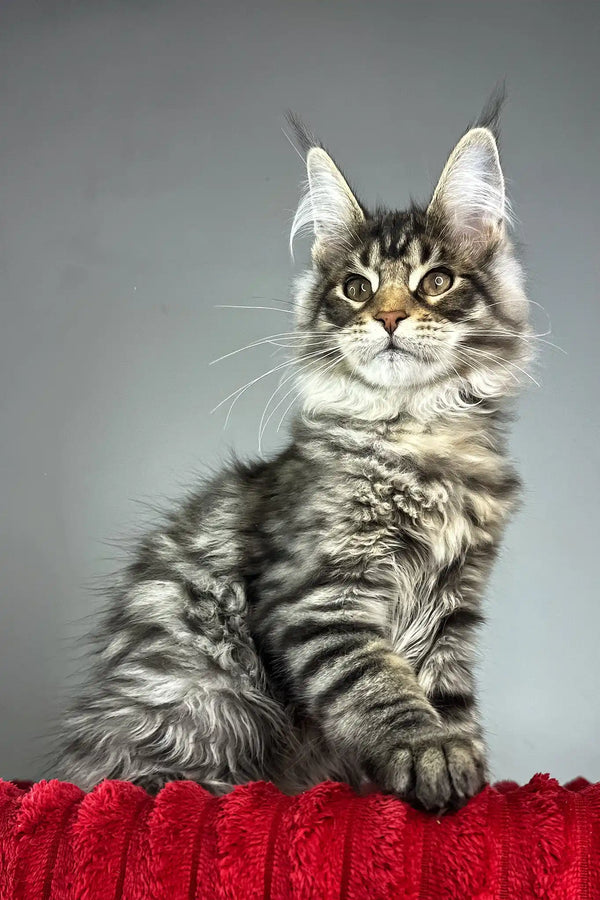 Hip-hop | maine coon kitten