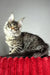 Hip-hop | maine coon kitten