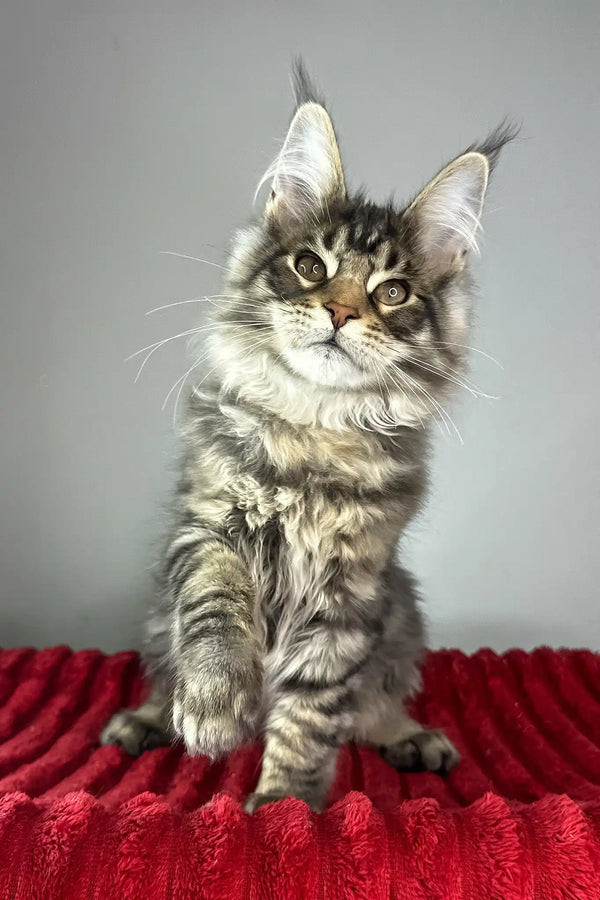 Hip-hop | maine coon kitten