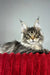 Hip-hop | maine coon kitten