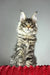 Hip-hop | maine coon kitten