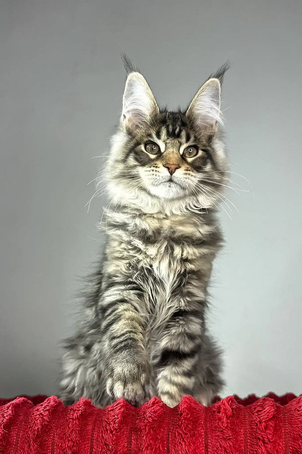 Hip-hop | maine coon kitten