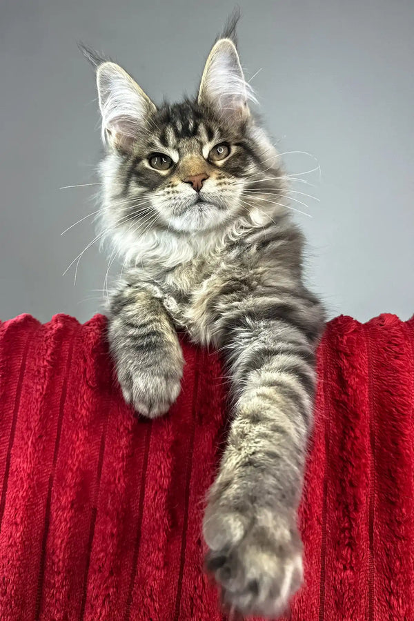 Hip-hop | maine coon kitten