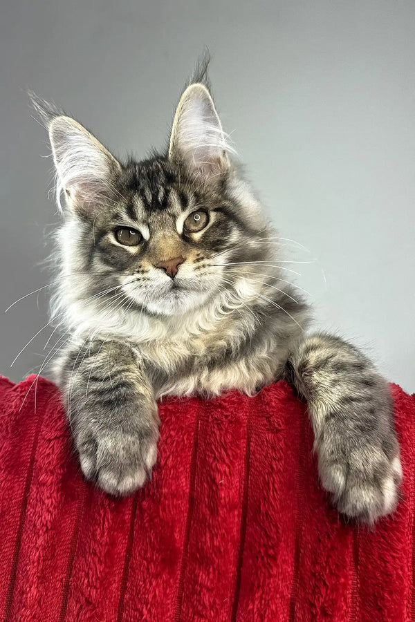Hip-hop | maine coon kitten