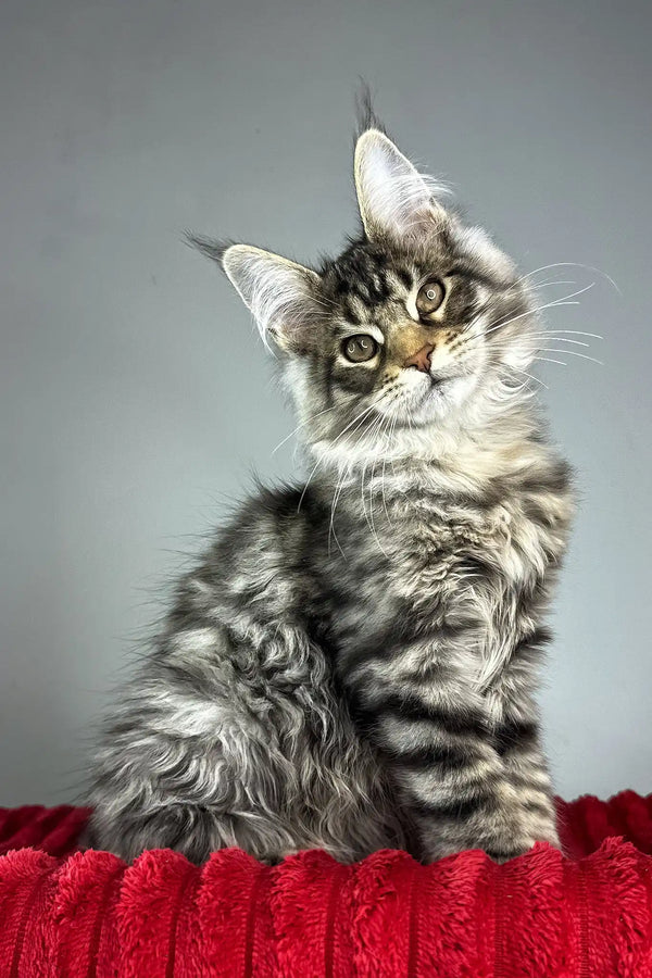 Hip-hop | maine coon kitten