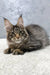 Maine Coon kitten Hitch with long gray fur and pointed ears, ready for love