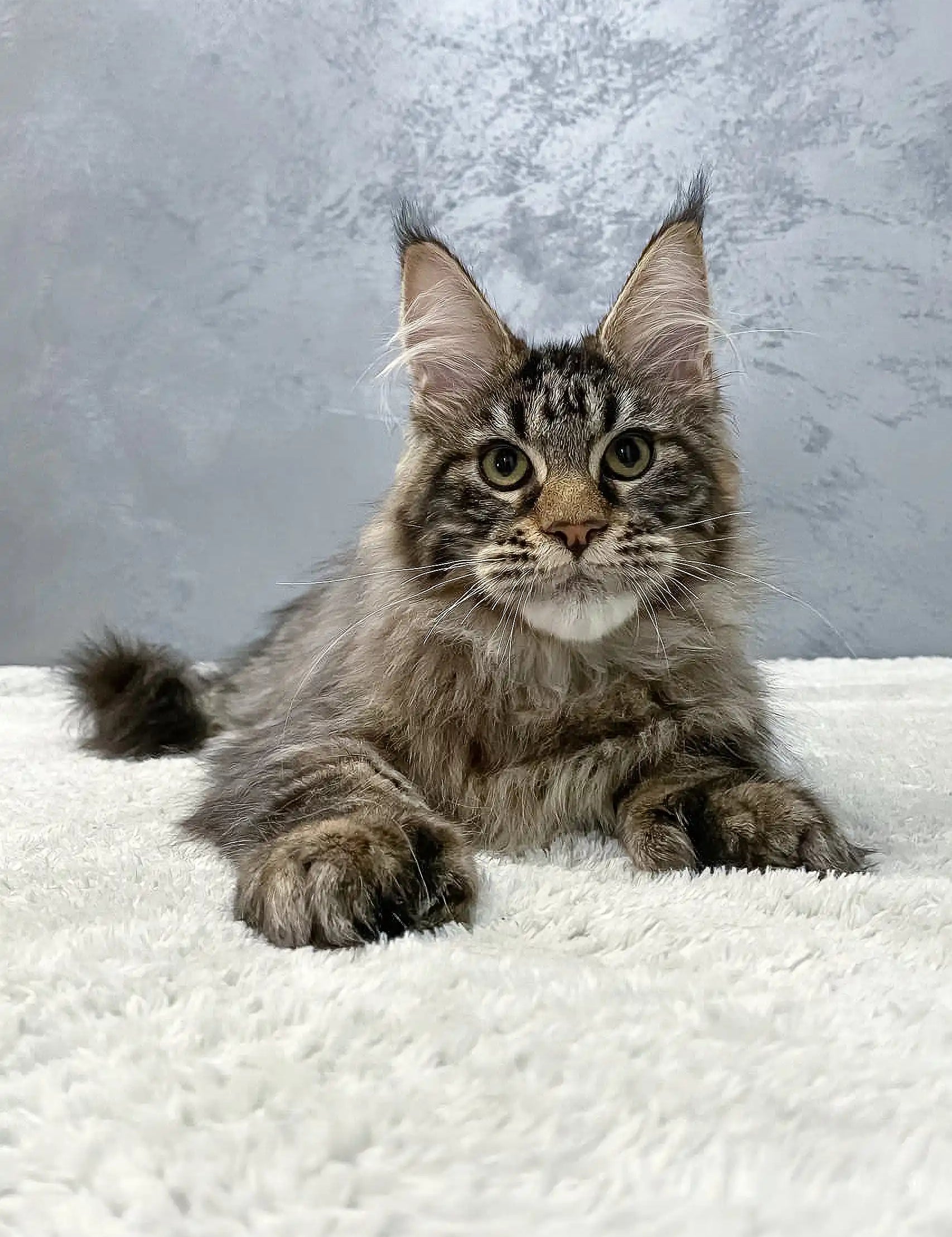 Majestic Maine Coon kitten Hitch with fluffy grey fur and unique ear tufts