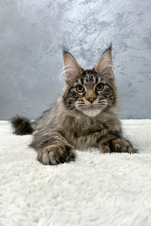 Majestic Maine Coon kitten Hitch with fluffy grey fur and unique ear tufts