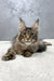 Majestic Maine Coon kitten with fluffy fur and ear tufts in Hitch product display