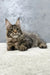 Majestic Maine Coon kitten with grey tabby fur and cute ear tufts in Hitch product