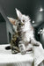 Fluffy gray and white Maine Coon kitten sitting on a textured surface