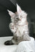 Fluffy gray Maine Coon kitten with wide eyes and a paw raised, super cute!