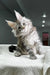 Fluffy gray and white Maine Coon kitten with big ears on a cozy textured surface