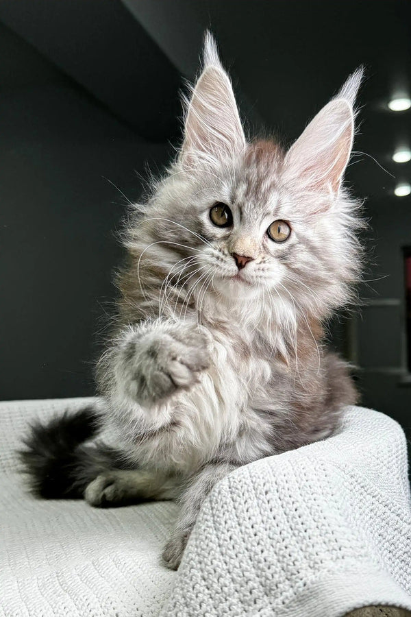 Gray Maine Coon kitten with ear tufts on a white knit surface for Hitcher product