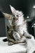 Fluffy gray and white Maine Coon kitten with big ears and alert eyes, super cute!