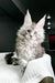 Fluffy gray Maine Coon kitten with cute ear tufts from the Hitcher collection