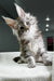 Fluffy gray and white Maine Coon kitten with big eyes and perky ears perfect for cuddles