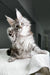 Fluffy gray Maine Coon kitten playfully raising one paw, adorable and curious