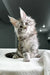 Fluffy gray Maine Coon kitten with big ears and alert eyes, perfect for cuddles