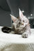 Fluffy gray Maine Coon kitten with large ears and alert eyes, adorable and playful