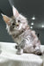 Fluffy gray Maine Coon kitten with big eyes and perky ears, perfect for cuddles