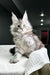 Fluffy gray Maine Coon kitten with wide eyes on a cozy white knit surface