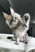 Fluffy gray Maine Coon kitten playfully raising one paw in a cute gesture