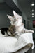 Fluffy gray and white Maine Coon kitten sitting on textured white surface