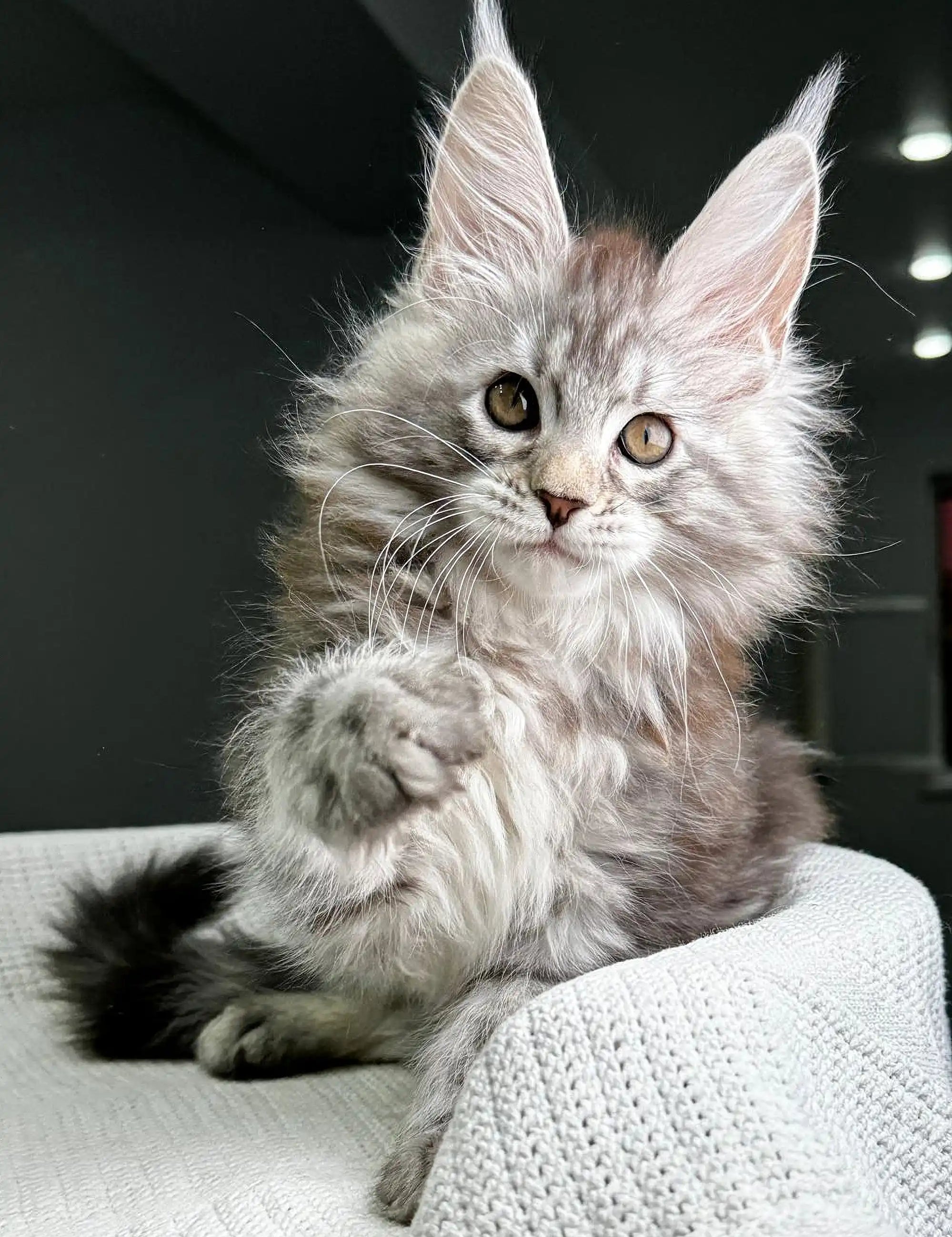 Maine Coon Kittens for Sale Hitcher | Kitten