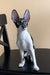 Black and white Cornish Rex cat with big ears sitting proudly, perfect for Hitech Kitten