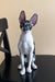 Black and white Cornish Rex kitten with big ears sitting upright for Hitech product