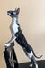 Black and white cat standing tall on hind legs from Hitech Cornish Rex Kitten