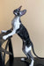 Black and white Oriental cat on hind legs, promoting Hitech Cornish Rex Kitten